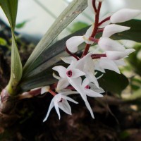 Pinalia bicolor (Lindl.) Kuntze